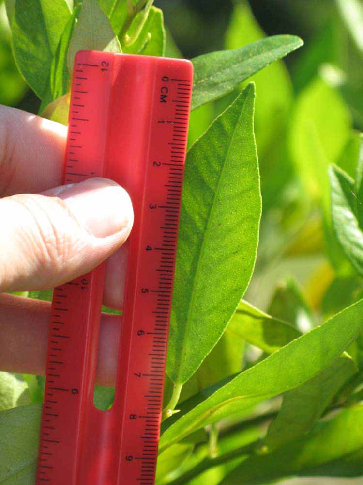              Unifoliolate leaf (Winter Haven, FL)       